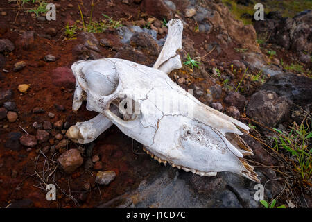 Pferd-Skull &amp; Bones auf der Osterinsel Stockfoto