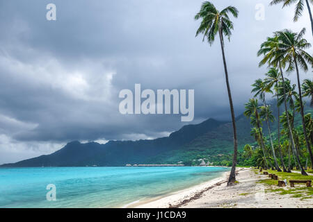 Palmen am Strand von Temae in Moorea Insel. Französisch-Polynesien Stockfoto