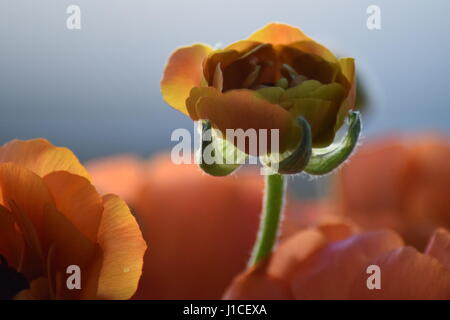 Schöne bunte Blumen Stockfoto