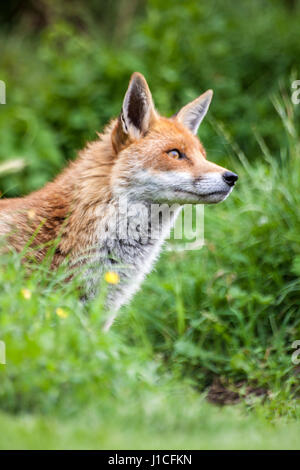 Männliche Fuchs in einem Feld, British Wildlife Centre, Surrey, Großbritannien Stockfoto