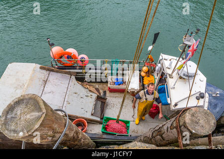Clovelly, Devon, England. Professionelle Fischer entladen Wellhornschnecken den Fang des Tages im geschützten Hafen von diesem malerischen Dorf im Vereinigten Königreich Stockfoto