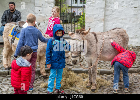 Kinder entdecken und streicheln, füttern, Esel, Devon, UK Stockfoto