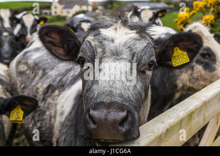 Eine Nahaufnahme eines Kühe Gesicht in Feld an der Kamera, Devon, UK, England Stockfoto
