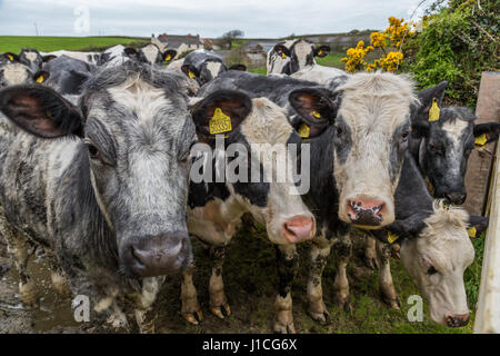 Eine Nahaufnahme von drei Kühe Gesichter im Feld an der Kamera Devon, UK, England suchen Stockfoto