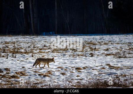 Coyote in ein Schneefeld - Yosemite-Nationalpark, Kalifornien, USA Stockfoto