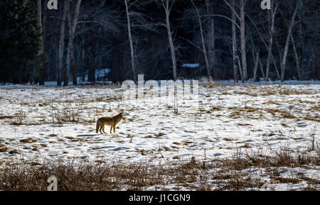 Coyote in ein Schneefeld - Yosemite-Nationalpark, Kalifornien, USA Stockfoto