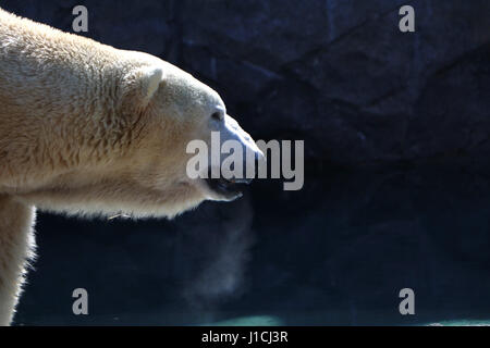 Eisbär Zoo von Cincinnati mit Atem-Kondensation Stockfoto