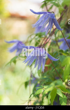 Clematis Macropetala 'Lagune' Blume. Clematis Alpina Blue Lagoon Stockfoto