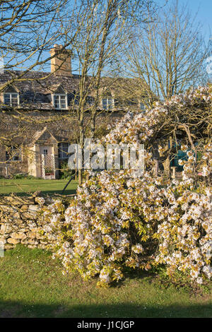 Am Abend Sonnenlicht auf Birne Baum Blüte in Taddington, Cotswolds, Gloucestershire, England Stockfoto