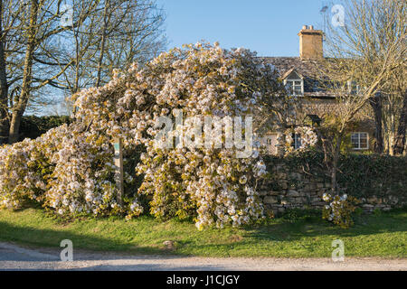 Am Abend Sonnenlicht auf Birne Baum Blüte in Taddington, Cotswolds, Gloucestershire, England Stockfoto