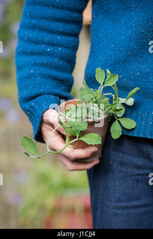 Gärtner halten junge Erbsenpflanzen aus Samen gezogen in Blumentöpfe. UK Stockfoto