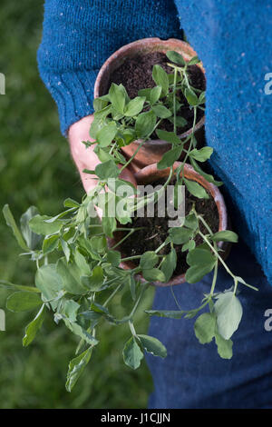 Gärtner halten junge Erbsenpflanzen aus Samen gezogen in Blumentöpfe. UK Stockfoto