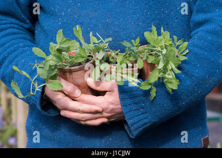 Gärtner halten junge Erbsenpflanzen aus Samen gezogen in Blumentöpfe. UK Stockfoto