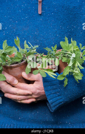 Gärtner halten junge Erbsenpflanzen aus Samen gezogen in Blumentöpfe. UK Stockfoto