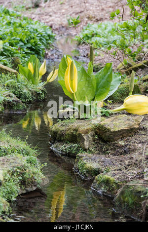 Lysichiton Americanus. Gelbe Skunk Kohl durch einen Bach bei zündeten Arboretum, Moreton-in-Marsh, Cotswolds, Gloucestershire, England Stockfoto