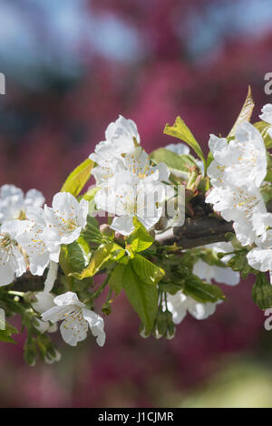 Prunus Avium 'Sunburst'. Süßkirsche 'Sunburst' Blüte Stockfoto