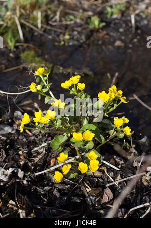 Marsh Marigold Wildblumen, wächst in einem Sumpf in Minnesota, USA. Stockfoto