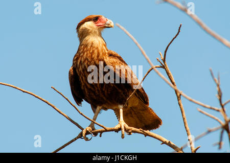 Carcará, brasilianische Raubvogel im Pantanal von Mato Grosso, Brasilien Stockfoto