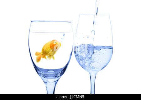 Eine konzeptionelle Schuss ein Goldfisch in einem Glas Wasser Blick auf Wasser in ein Glas gegossen werden Stockfoto