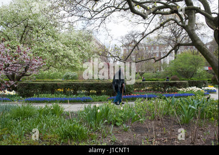 Ein älterer Mann mit einem Stock durch den Wintergarten Garten voller Frühling blühen. 19. April 2017 Stockfoto