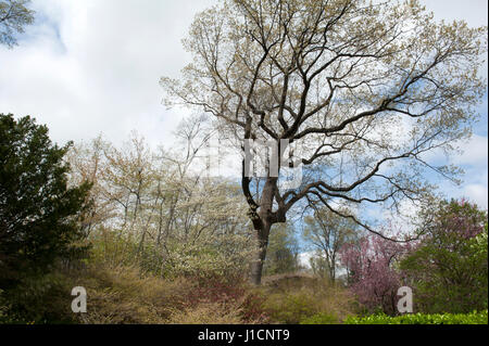 Frühling im Wintergarten, ein sechs Hektar großen Gartenanlage auf der Fifth Avenue zwischen 104. und 106. Straße in Manhattans Upper East Side. April Stockfoto