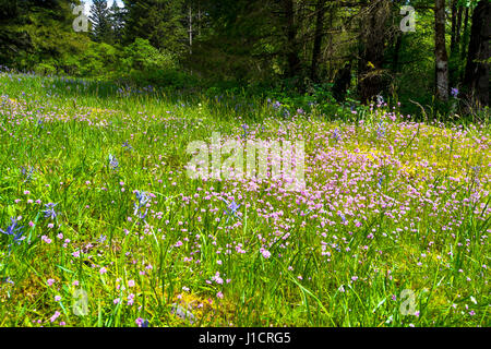 Hellen grünen Rasen mit rosa Wildblumen mit feinen Details, größeren blauen Blüten und gelbe Moos auf den Felsen auf einem Hügel am Rande der üppigen Stockfoto