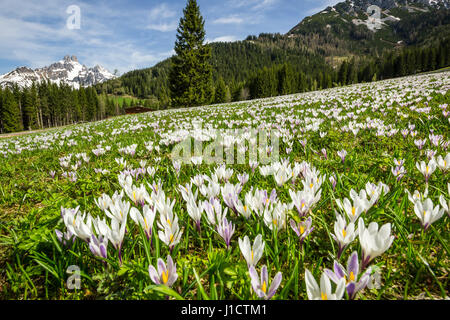 Bereich der Frühlings-Krokus (Crocus Vernus) Alpen, Österreich Stockfoto