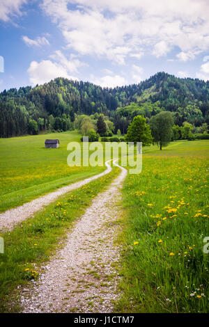 Eine Wiese voller Blumen blühen. Eine Schotterstraße führt zu den Horizont. Berge sind im Hintergrund sichtbar Stockfoto