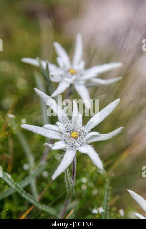 Edelweiß (Leontopodium Alpinum), Alpen, Österreich, Europa Stockfoto