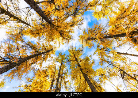 Farbige Lärchen im Herbst Stockfoto