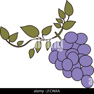 helle Silhouette der Weintraube mit Ast und Blättern Stock Vektor