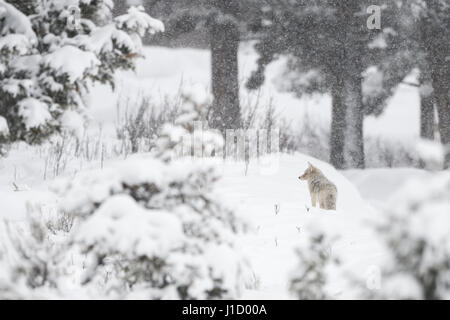 Kojote / Kojote (Canis Latrans) im Wald, an einem Wintertag mit starkem Schneefall auf Distanz, Yellowstone NP, Wyoming, USA. Stockfoto