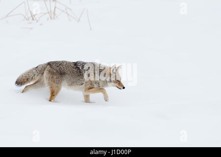 Kojote / Kojote (Canis Latrans) im Winter, Wandern durch den Tiefschnee, Jagd, Yellowstone Bereich, Wyoming, USA. Stockfoto