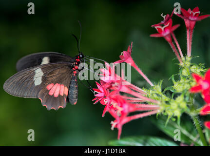 Ein echtes Klappherz (Parides eurimedes) Frisst Nektar an einem ägyptischen Sternhaufen. Blühende Pflanzen (Angiospermae) Stockfoto