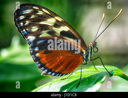 Dieser auf einem Blatt sitzende Schmetterling hat mehrere Namen:Tiger Longwing, Golden Longwing, Hecale Longwing oder Golden Heliconian (Heliconius hecale) . Es ist ein Heliconiid Schmetterling, der von Mexiko bis zum peruanischen Amazonas vorkommt. Stockfoto