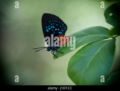 Atala (Eumaeus atala florida) sitzt auf einem Blatt in Miami, Florida. Es warnt den Feind mit Farben, dass es nicht essbar ist. Eumaeus atala florida glaubte ausgestorben zu sein, weil es in den Jahren 1937-1959 nicht gesehen wurde. Diese Art lebt nur im Süden floridas und den Keys. Stockfoto