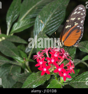 Goldene Longwing (Heliconius Aigeus) sitzt auf einer roten Blume. Es ist ein Schmetterling, dass Occours aus Mexiko mit dem peruanischen Amazonas. Stockfoto