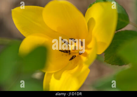 Psylliden (Psylloidea)/Rosenaphid (Macrosiphum rosae) Stockfoto