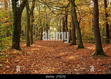 Allee der Buchenbäume mit Boden bedeckt mit gefallenen Blättern Im Herbst im Arrowe Park Wirral Merseyside UK November 50622 Stockfoto
