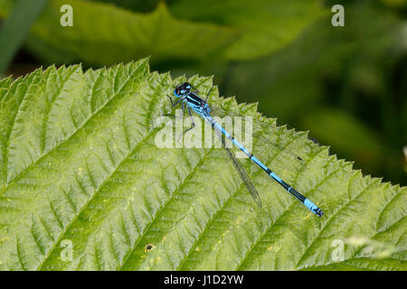 Azure Damselfly (Coenagrion Puella) ruht auf Blatt Weiher im Holz Cheshire UK Juni 57419 Stockfoto