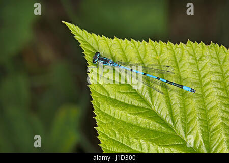 Azure Damselfly (Coenagrion Puella) ruht auf Blatt Weiher im Holz Cheshire UK Juni 57458 Stockfoto