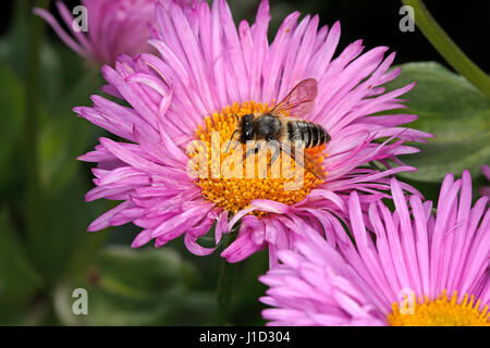 Patchwork Blatt-Cutter Bee (Megachile Centuncularis) ernähren sich von Aster Blume im Garten Cheshire UK Juli 54981 Stockfoto