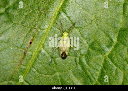 Gemeinsamen grünen Kapsid Bug (Lygocoris Pabulinus) auf Blatt am Rand des Waldes Cheshire UK Juni 2528 Stockfoto