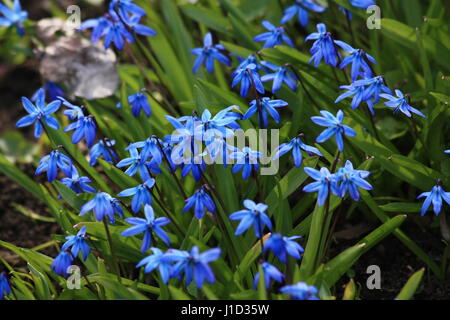 Scilla Siberica, Sibirischer Blaustern, Holz Blaustern Stockfoto