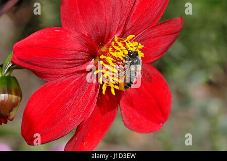 Patchwork Blatt-Cutter Bee (Megachile Centuncularis) Fütterung auf Dahlia Blume im Garten Cheshire UK Juli 55466 Stockfoto