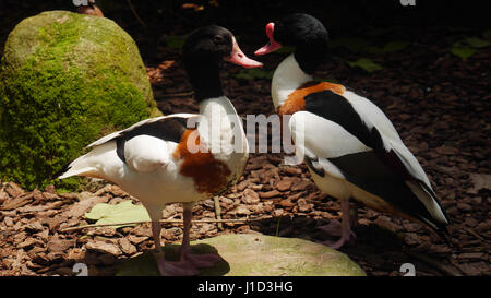 Tafelenten Ente paar / Aythya 40-jähriger / Love Birds Stockfoto