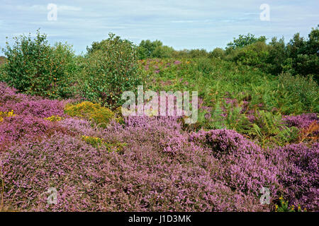 Tiefland Heide mit Heidekraut (Calluna Vulgaris) blüht mit eindringenden Adlerfarn (Pteridium Aquilinum) und Birke (Betula) Bäume Thurstaston gemeinsamen Wirral Stockfoto