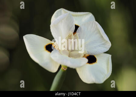 Dietes bicolor (Steud.) Süße ex Klatt Blume in voller Blüte. Häufige Namen enthalten: gelbe Wild Iris, afrikanische Iris, zwei Wochen Lily, Pfau Blume, aber Stockfoto