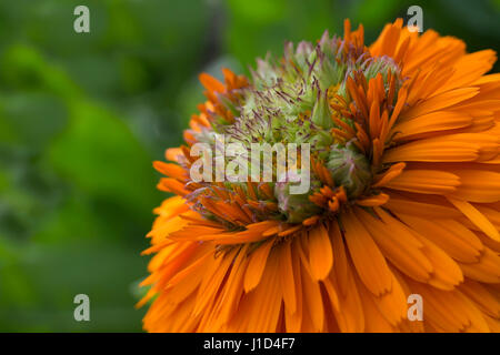 Ein Outdoor-Calendula Officinalis - Greenheart Orange in natürlichem Sonnenlicht. Nahaufnahme der Blüte befindet sich auf der unteren rechten Ecke, mit Blick auf Inwar genommen Stockfoto