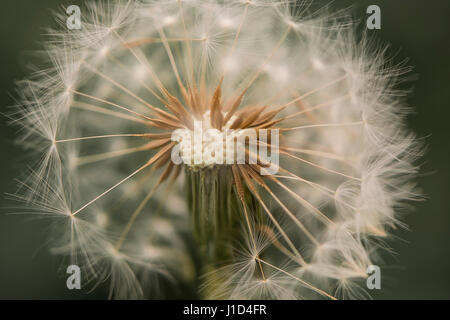 Ein einzelnes isoliert Löwenzahn Kopf, die Samen, in gegangen Nahaufnahme und Ansicht beschnitten. Diese sind auch bekannt als Blowballs oder Uhren. Stockfoto